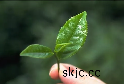 遠紅外加熱技術(shu)在茶葉加工中的應(ying)用